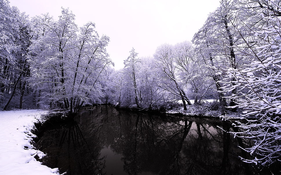 gray and black tree painting, forest, snow, winter, water HD wallpaper