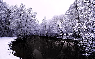 gray and black tree painting, forest, snow, winter, water