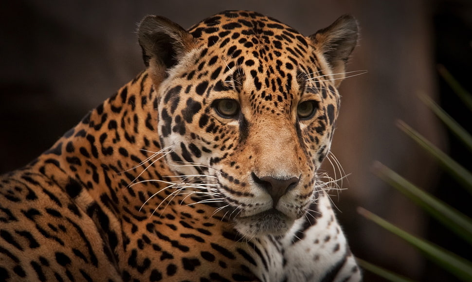 leopard animal HD wallpaper