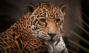 leopard animal