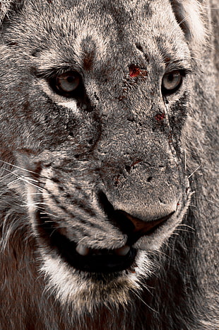 selective color of lion photograph HD wallpaper