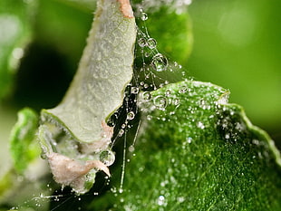 selective focus photography of water dew on spiders web HD wallpaper
