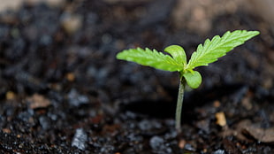 green plant sapling, cannabis, green, plants, macro HD wallpaper