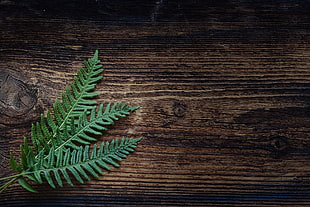 green fern leaf on brown wooden surface HD wallpaper