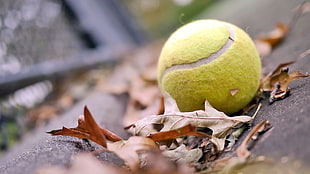 green tennis ball, macro, tennis balls, leaves, balls HD wallpaper