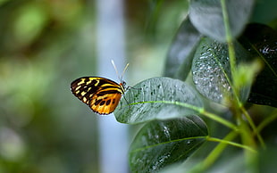 close-up photo of brown and black butterfly on green plant