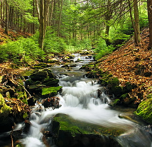 water stream in forest, coniferous HD wallpaper