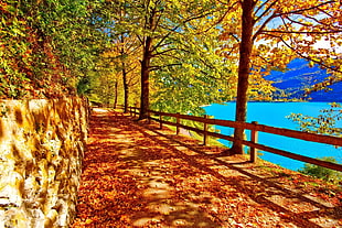 brown leaf trees near body of water and pathway