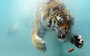 tiger swimming under water HD wallpaper