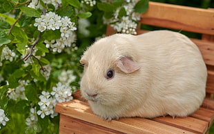 gray guinea pig on brown bench