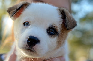 closeup photo of white and tan puppy
