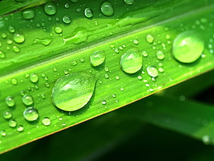 macro shot of water drops on green leaves