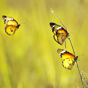 three yellow butterflies perched on plant