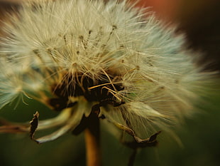 white dandelion flower in closeup photography HD wallpaper