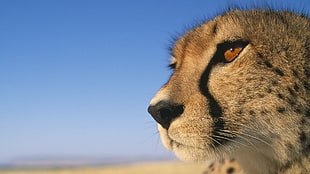 photo of Cheetah HD wallpaper