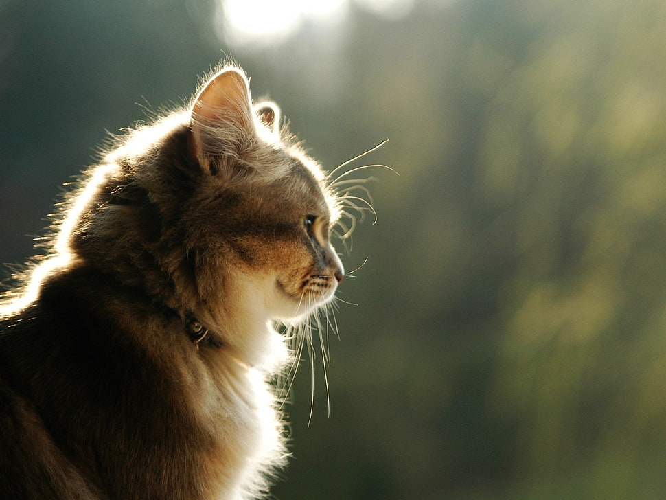 silver tabby cat in selective focus photography HD wallpaper
