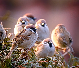 flocks of brown sparrow perching on pine tree at daytime