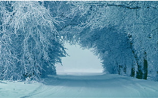 snow covered trees, winter, snow, trees, ice