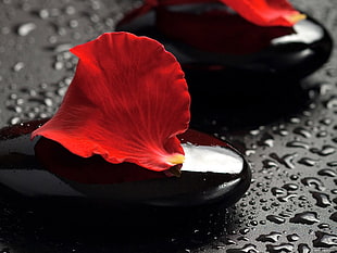 red petal on black pebble closeup photography