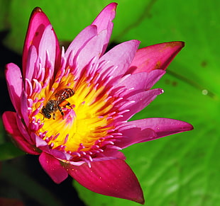 tilt shift lens photography of bee on purple flower