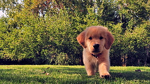 golden retriever puppy, animals, dog, puppies HD wallpaper