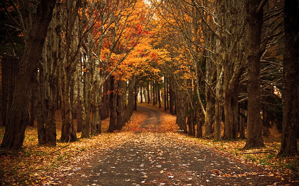 pathway between orange leaf trees HD wallpaper