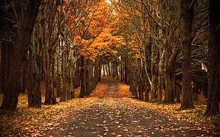 pathway between orange leaf trees