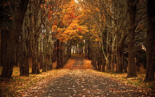 pathway between orange leaf trees
