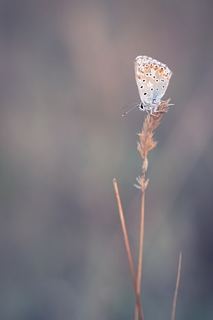 shallow focus photography of white butterfly during daytime, argus HD wallpaper