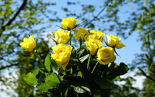 yellow roses macro shot