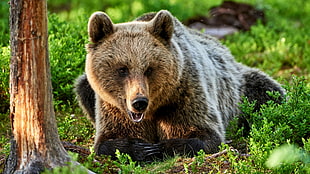 brown bear, green, bears, brown eyes HD wallpaper