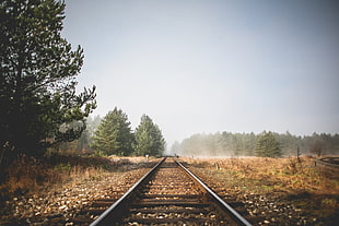 grey train rail between brown grass field and trees HD wallpaper