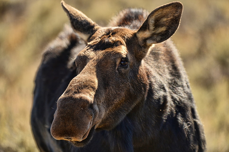 brown animal in closeup photo HD wallpaper