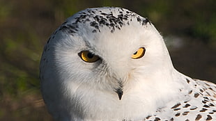 close-up photography of white owl