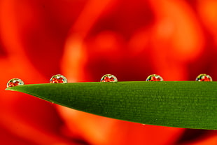 closeup photography of green plant leaf with five water drop