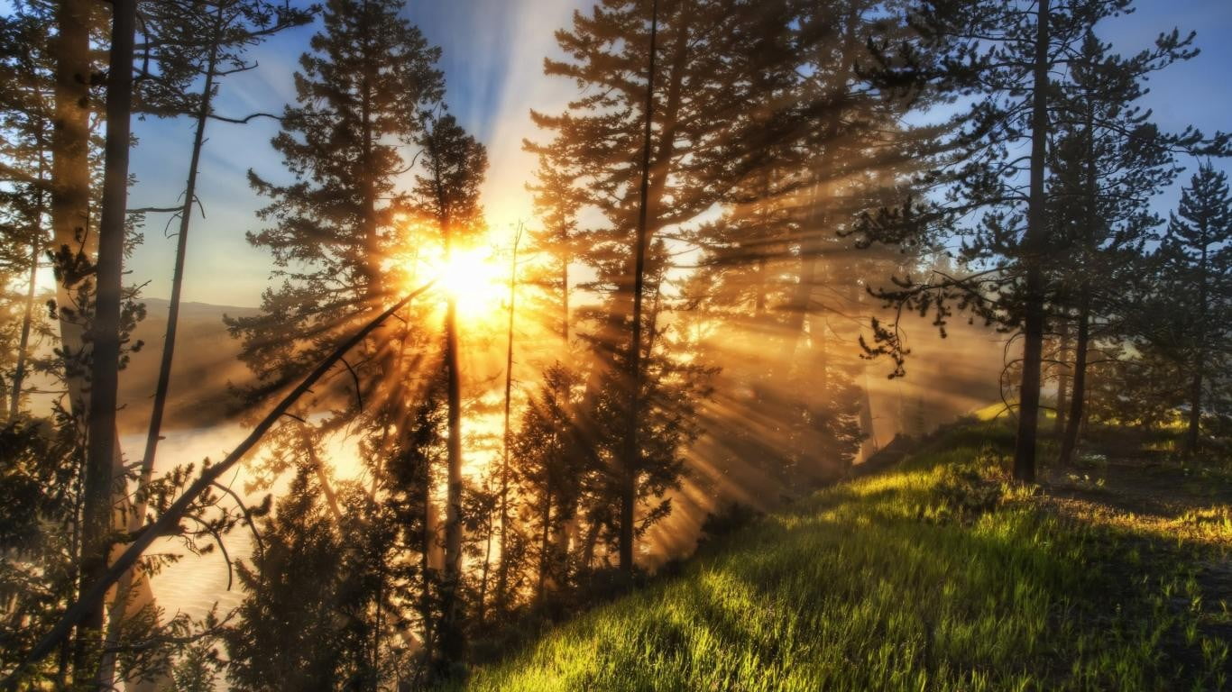 crepuscular rays, morning, nature, sun rays, forest
