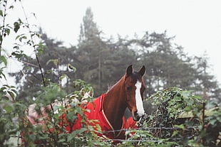horse wearing red cloth