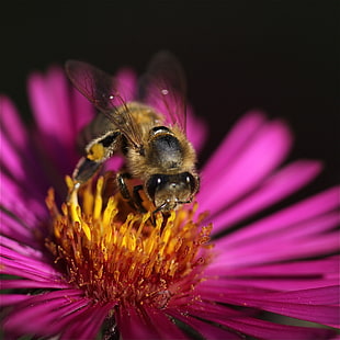 brown bee on purple petaled flower