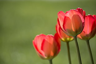 four red tulips HD wallpaper