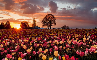 field of tulip flowers, landscape, field, flowers, sky