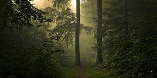 dirt pathway crossing two tall trees at forest during daytime, nature, landscape, forest, mist