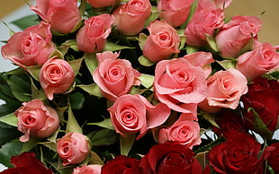 photography of pink roses
