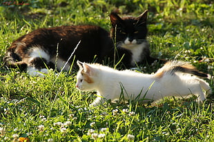 black and gray cat and white cat on green grass