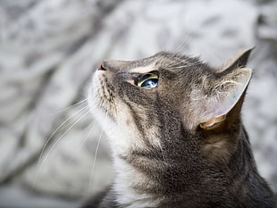 selective focus photography of brown tabby kitten