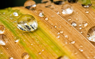 micro photography of water and leaf