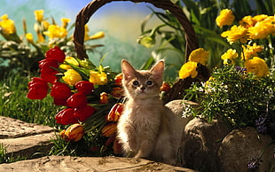 brown kitten near red and yellow flowers