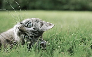 silver tabby cat lying on grass field