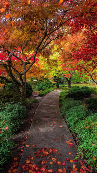 autumn leaves, landscape, fall HD wallpaper