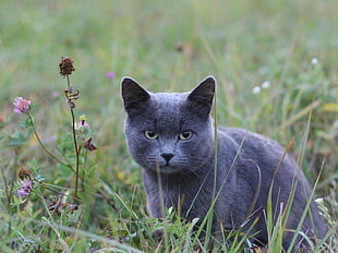 photo of black short-fur cat in green grass