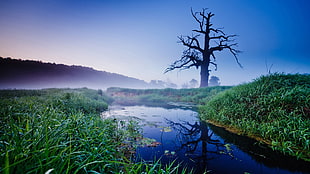river with silhouette of large tree under blue sky photo